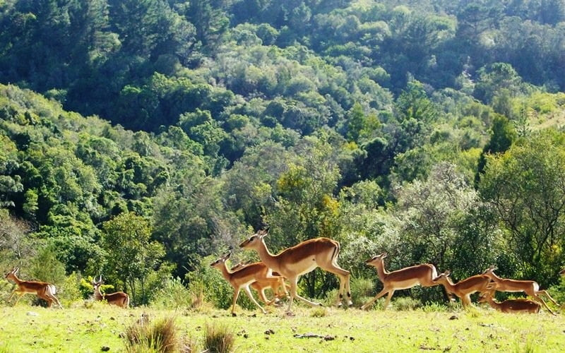 AfriCamps-Ingwe-Impala